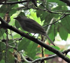 Lipaugus vociferans