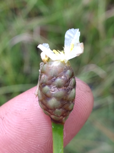 Image of Xyris platylepis by (c) Scott Ward, some rights reserved (CC BY)
