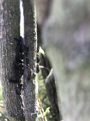 Cerastipsocus trifasciatus