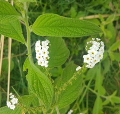 Heliotropium rufipilum