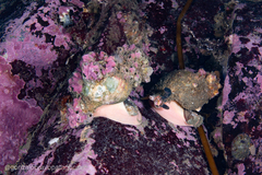 Fusitriton magellanicus