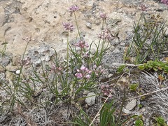 Allium daghestanicum