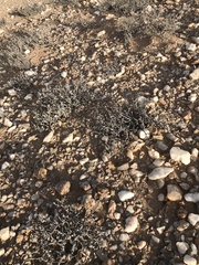 Mesembryanthemum tomentosum