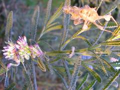 Pseudocreobotra wahlbergi