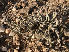 Mesembryanthemum tomentosum