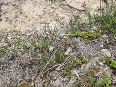 Allium daghestanicum
