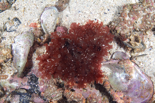 Callophyllis variegata observed 2021-08-14