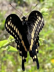 Papilio polyxenes