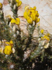 Aspalathus shawii shawii