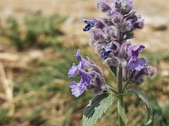 Nepeta cyanea