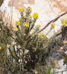 Aspalathus shawii shawii