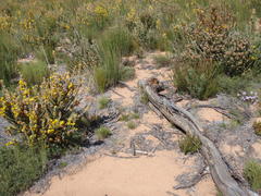 Aspalathus shawii shawii