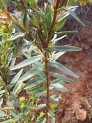 Penaea cneorum cneorum