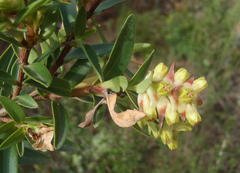 Penaea cneorum cneorum