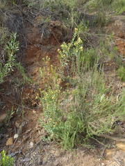 Penaea cneorum cneorum