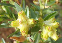 Penaea cneorum cneorum