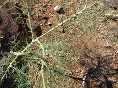 Cleome angustifolia diandra