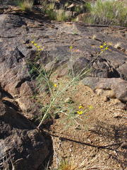 Cleome angustifolia diandra