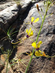 Cleome angustifolia diandra
