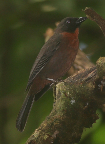 Black-cheeked Ant Tanager (Driophlox atrimaxillaris), photo 7
