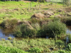Cotula nigellifolia nigellifolia