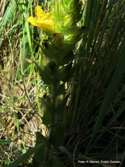 Alectra sessiliflora sessiliflora