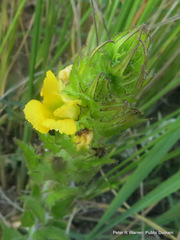 Alectra sessiliflora sessiliflora