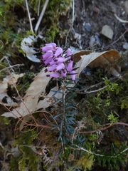 Erica carnea