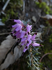 Erica carnea
