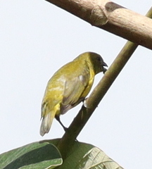 Euphonia laniirostris