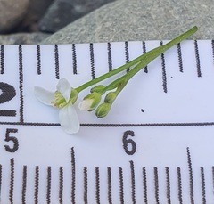 Cardamine corymbosa