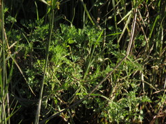 Cotula nigellifolia nigellifolia