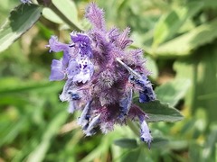 Nepeta cyanea