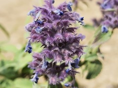 Nepeta cyanea