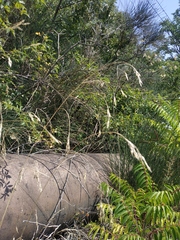 Bromus benekenii