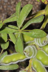 Lupinus luteus
