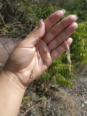 Bromus benekenii