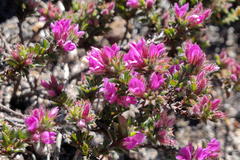 Indigofera glomerata