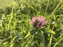 Trifolium pratense