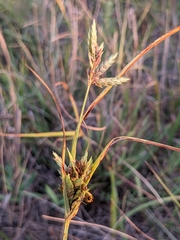 Cyperus schweinitzii