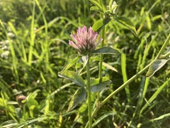Trifolium pratense