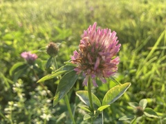 Trifolium pratense