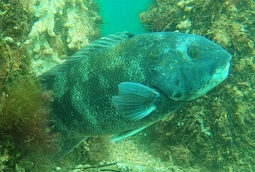 Tautog