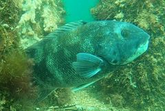 Tautog photo 2