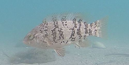 Tautog