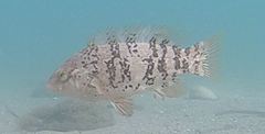 Tautog photo 3