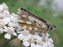 Pyrgus carlinae