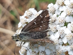 Pyrgus carlinae