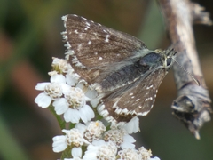 Pyrgus carlinae