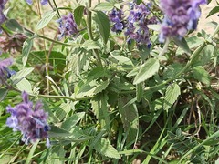 Nepeta cyanea
